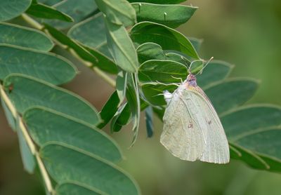 Catopsilia florella / African migrant