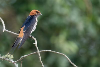 Lesser striped swallow / Savannezwaluw