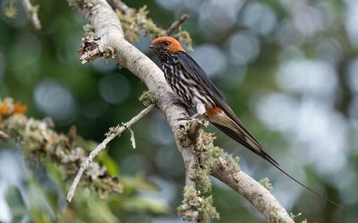Lesser striped swallow / Savannezwaluw