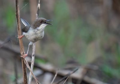 Buff-throated apalis / Zwartrugapalis