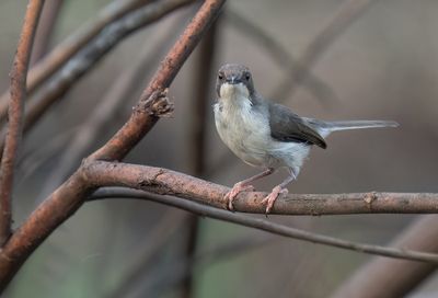 Buff-throated apalis / Zwartrugapalis