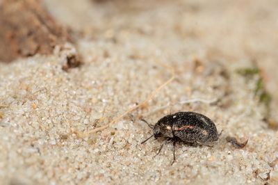 Morychus aeneus