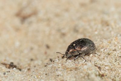 Morychus aeneus