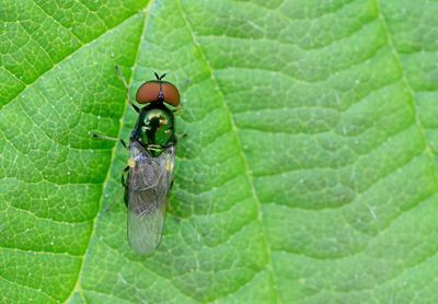 Microchrysa polita / Groene glimwapenvlieg