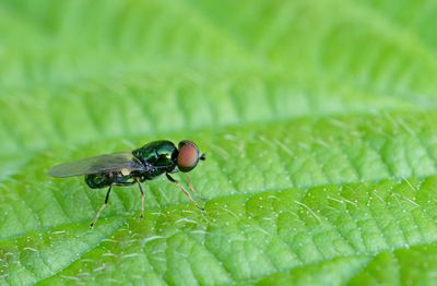 Microchrysa polita / Groene glimwapenvlieg
