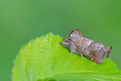 Small Chocolate-tip / Donkere wapendrager