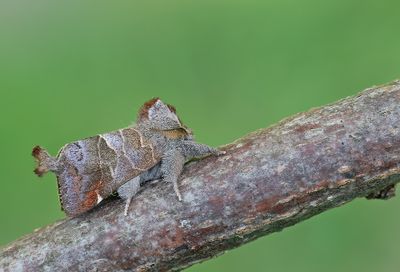 Small Chocolate-tip / Donkere wapendrager