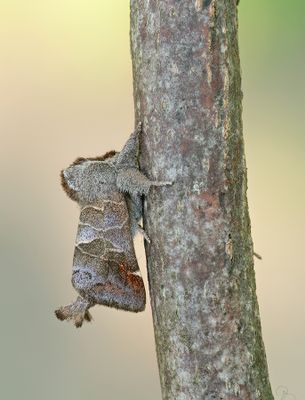Small Chocolate-tip / Donkere wapendrager