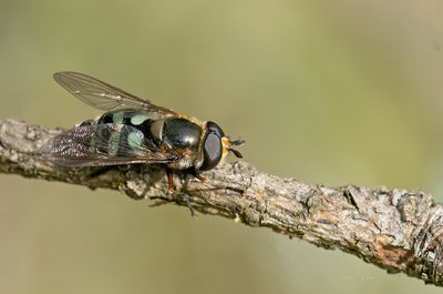 Didea alneti / Groene didea