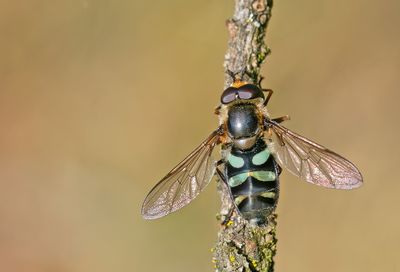 Didea alneti / Groene didea