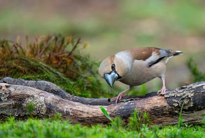 Hawfinch / Appelvink