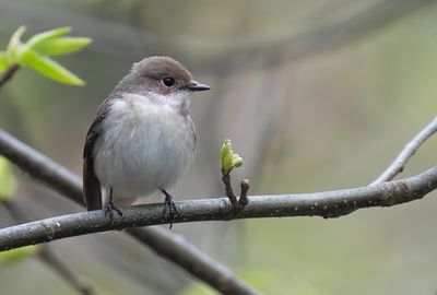 European pied flycatcher / Bonte vliegenvanger