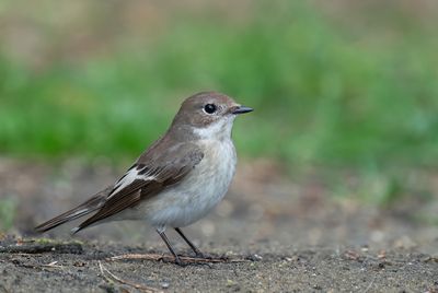 European pied flycatcher / Bonte vliegenvanger
