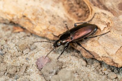 Poecilus versicolor / Veelkleurige kielspriet