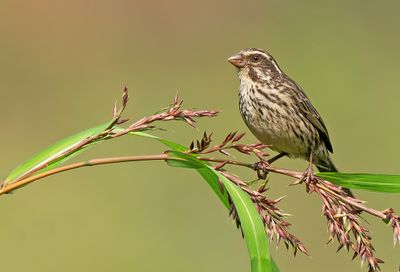 Streaky Seedeater / Gestreepte kanarie