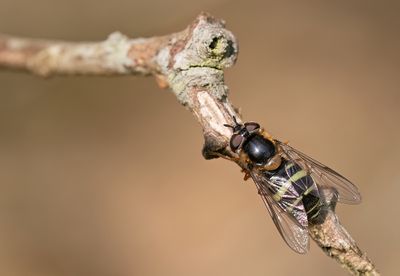 Dasysyrphus tricinctus / Geelbandwimperzweefvlieg