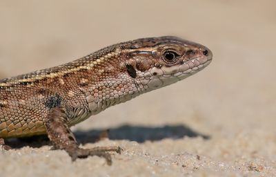 Levendbarende Hagedis / Common Lizard 