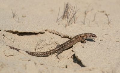Levendbarende Hagedis / Common Lizard 