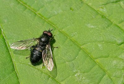Pipiza noctiluca  / Grofgestippelde platbek 