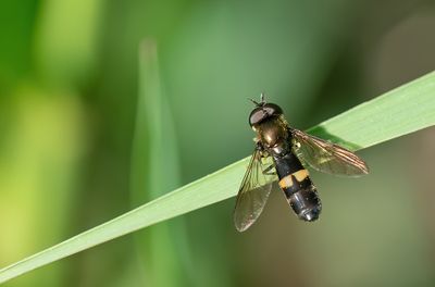 Pyrophaena rosarum / Vlinderstrikje
