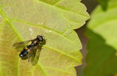 Pyrophaena rosarum / Vlinderstrikje