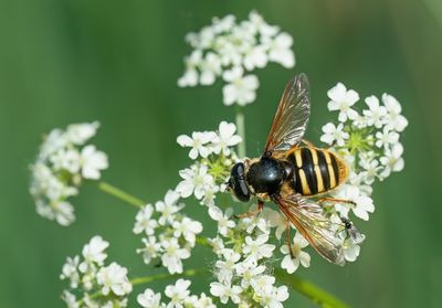 Bog Hoverfly / Gele veenzweefvlieg