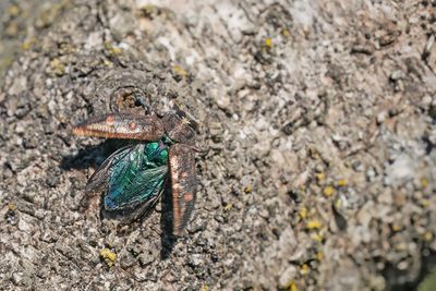 Chrysobothris affinis / Bronsprachtkever