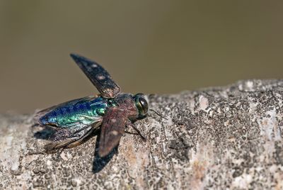 Chrysobothris affinis / Bronsprachtkever