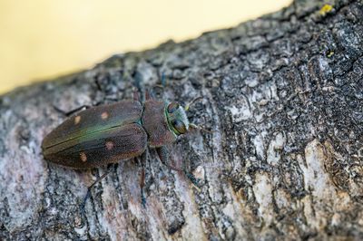 Chrysobothris affinis / Bronsprachtkever