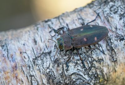 Chrysobothris affinis / Bronsprachtkever