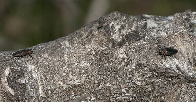 Chrysobothris affinis / Bronsprachtkever