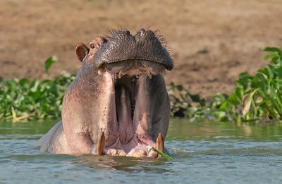 Hippopotamus / Nijlpaard