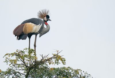 Grey crowned crane / Grijze kroonkraanvogel
