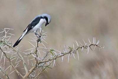 Grey-backed fiscal / Grijsrugklapekster