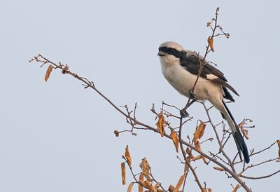 Grey-backed fiscal / Grijsrugklapekster