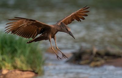 Hamerkop