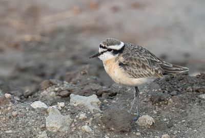 Kittlitz's Plover / Herdersplevier