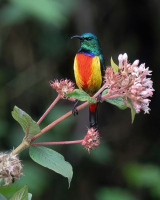 Regal sunbird / Koningshoningzuiger
