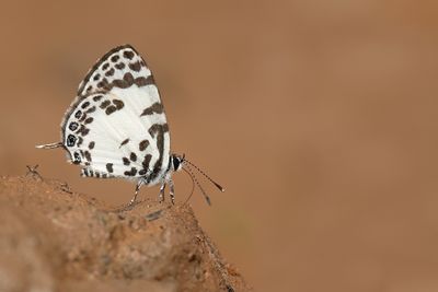 Margarita's Pierrot / Tuxentius margaritaceus