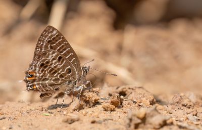 Butterflies of Africa / Dagvlinders uit Afrika