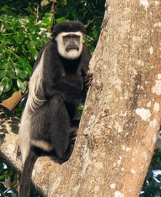 Black-and-white colobus / Zwart-witte franjeaap