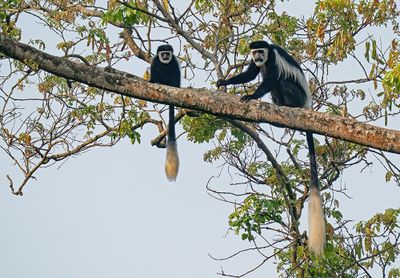 Black-and-white colobus / Zwart-witte franjeaap