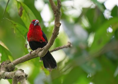 Red-headed bluebill / Roodkopblauwsnavel