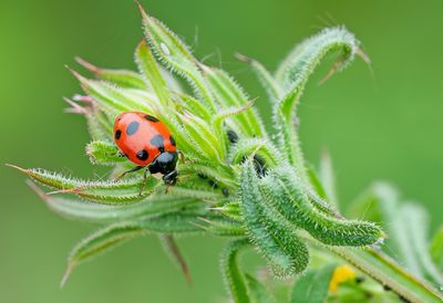 Ceratomegilla decemnotata / Zwervend lieveheersbeestje