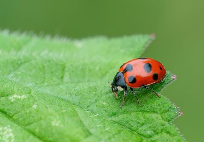 Ceratomegilla decemnotata / Zwervend lieveheersbeestje