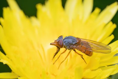 Rhingia rostrata / Rode snuitvlieg