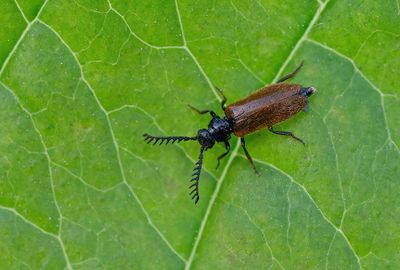 Beetles / Kevers
