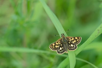 Chequered Skipper / Bont Dikkopje