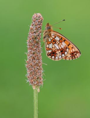 Small pearl-bordered fritillary / Zilverenmaan