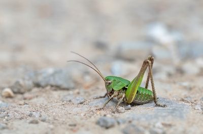 Wart-biter cricket / Wrattenbijter